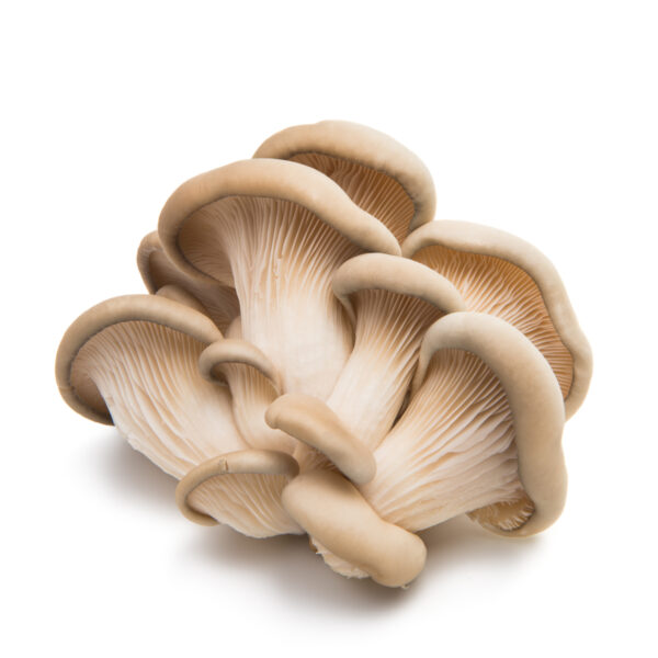 Mushroom Oyster