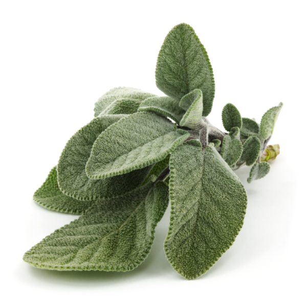Sage